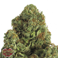 Heavyweight Seeds Midnight Mass Feminized 