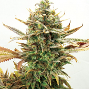 2025 Cannabis Seed Collection - Super Critical Bud CBD - Feminized