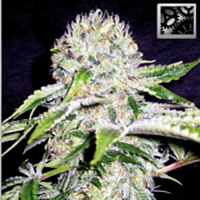 Blimburn Seeds Northern Automatic Feminized