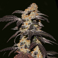 T.H.Seeds French Cookies Feminized