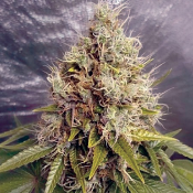 Kush Mass Auto – Feminized – Garden of Green