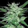 Samsara Seeds Flash Babylon Auto Feminised