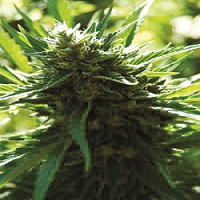 Medicann Cali Jack Regular