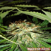 Green Label Seeds Everest Bud Feminised