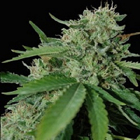 World of Seeds Landrace Brazil Amazonia Feminized