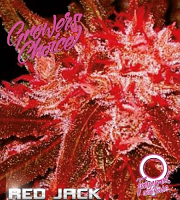 Red Jack Auto - Feminized - Growers Choice