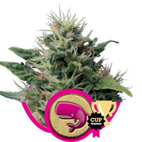 Royal Moby – Feminized – Royal Queen Seeds