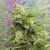 Dr Krippling Seeds Tease Auto Feminized