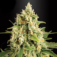 Kera Seeds Skunk Feminised