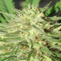 Ultra Genetics Seeds Space Grape Regular