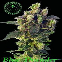 Sagarmatha Seeds Blue Thunder Regular