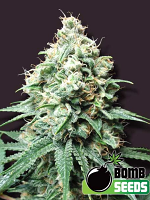 Bomb Seeds Kush Bomb Regular