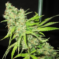 Ultra Genetics Seeds TEC 9 Regular