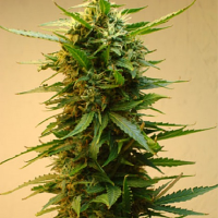 Shortstuff Seeds Onyx Auto Feminized