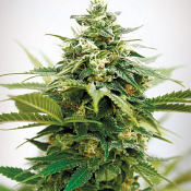Critical XXL – Feminized – Garden of Green