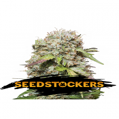 Jack Herer Auto - Feminized - Seed Stockers