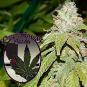 GOLD LINE Alien OG - Regular - Purple Caper Seeds