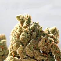 Super Strains Amnesia Feminized 