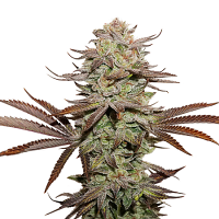 Seed Stockers Seeds Superior Sticky Fingers Auto Feminized