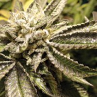 Medical Seeds Canadian Kush Feminized