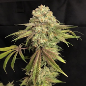 Lilt BX - Regular - Trichome Jungle Seeds