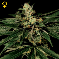 Green House Seeds Train Wreck Feminised