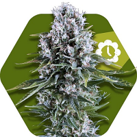 Zambeza Seeds Northern Lights XL Auto Feminized