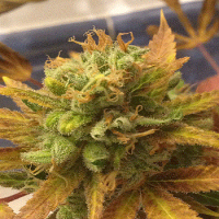 Cream of The Crop Seeds Black Gold Auto Feminised
