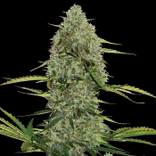 Mega Power Plant Auto - Feminized - Spliff Seeds