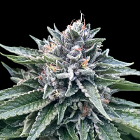 DNA Genetics Seeds Sorbet #4 (Sorbet Collection) Feminized