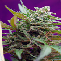 Sweet Seeds Black Jack Auto Feminized