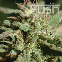 Kush Cannabis Seeds White Kush Feminized