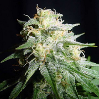 Spliff Seeds White Widow Automatic Feminised (Gold)