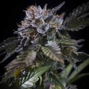 White Noise - Feminized - Paradise Seeds