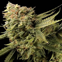 Lemon Skunk - Feminized - DNA Genetics