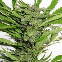 KC Brains Seeds Afghani Special Feminized