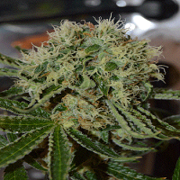 Cream of The Crop Seeds Custard Cream Feminized