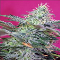 Sweet Seeds Sweet Cheese Auto Feminized