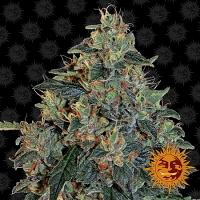 Barney's Farm Seeds Blueberry O.G. Feminized