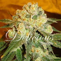 Delicious Seeds Marmalate Feminized