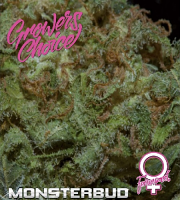 Monsterbud - Feminized - Growers Choice