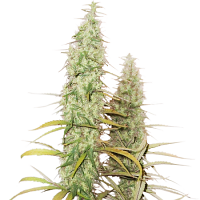 Superior Santa Marta Haze - Feminized - Seed Stocker