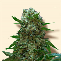 Bulk Seeds AK Feminized