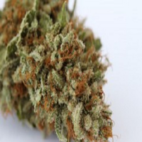 Rare Dankness Seeds Harlox Regular