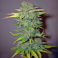 Bulk Seeds Cheese Feminised