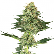 Banana Kush - Feminized - White Label Seeds (American Line)