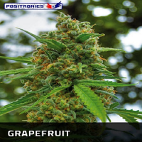 Positronics Seeds Grape Fruit Feminised
