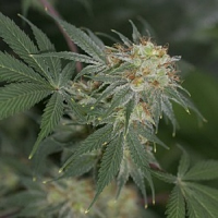 Archive Seeds Bazooka JoeG Regular