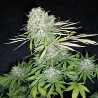 Seedism Seeds Diesel Feminised