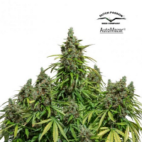 Auto Mazar® - Feminized - Dutch Passion